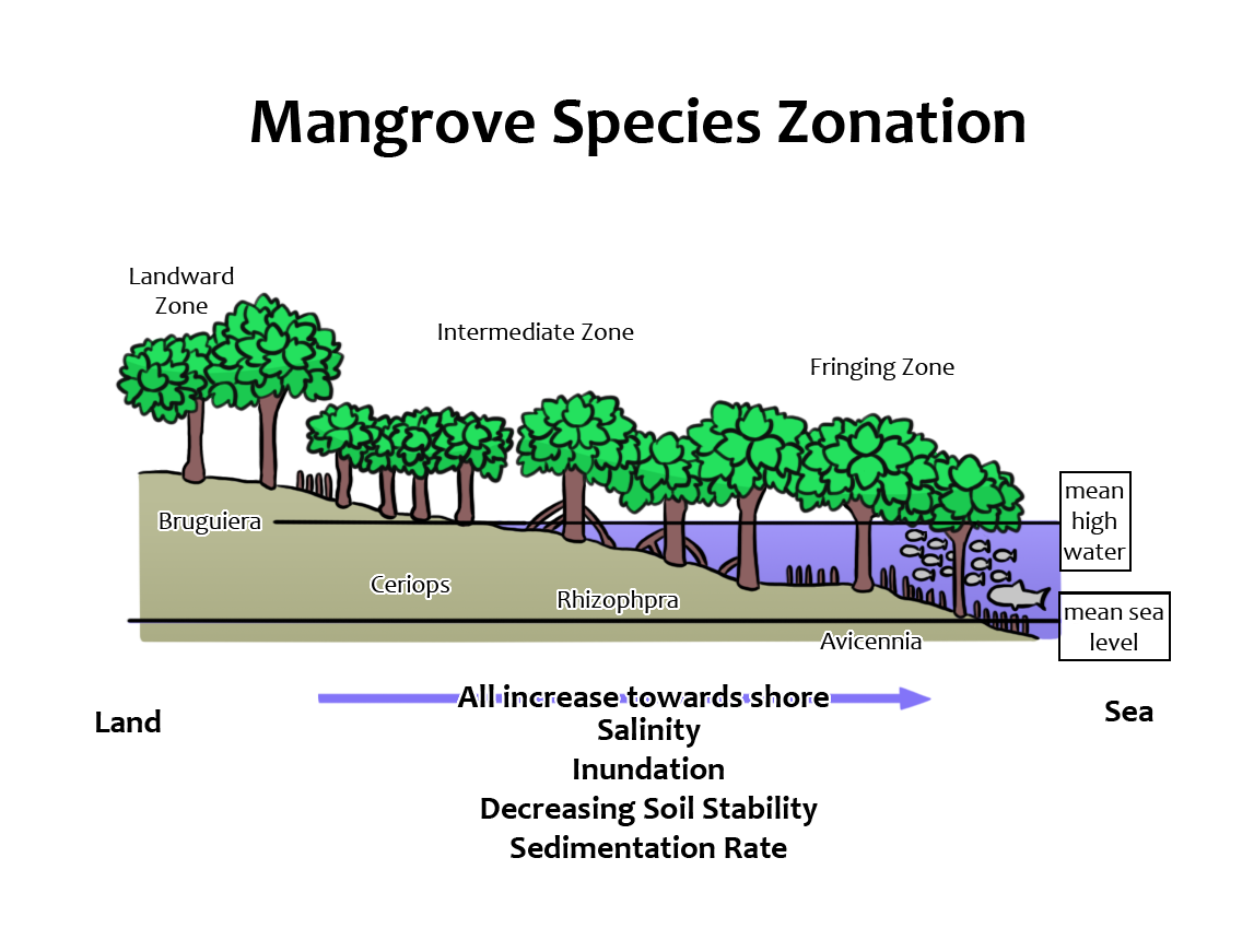 Mangrove species zonation (Photo Credit : Tyler Gantuangco)