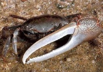 Fiddler crab (Photo Credit : NOAA)