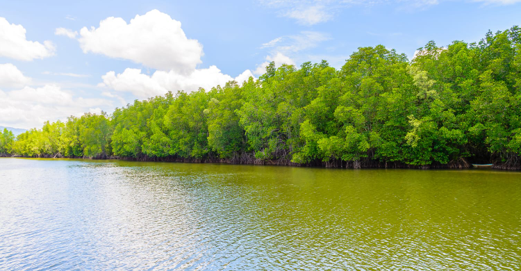 Mangroves (Photo Credit : Ist.)