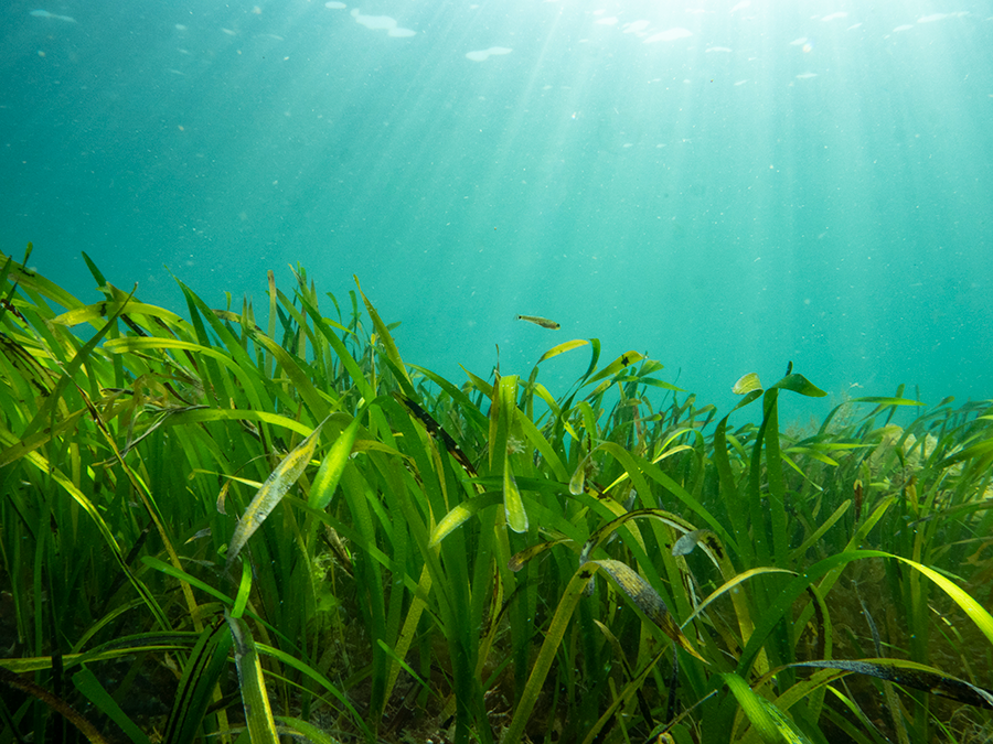 Seagrass (Photo Credit : Fiona Crouch)