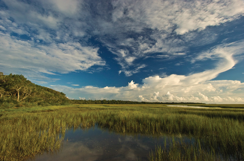 Salt marsh (Photo Credit : Florida State Parks)