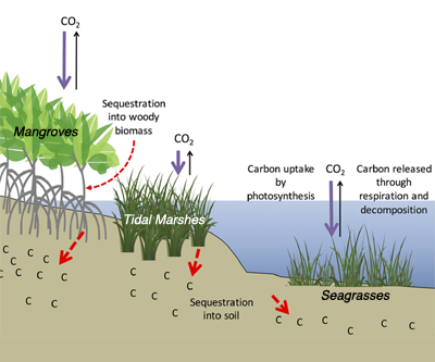 Blue carbon diagram (Photo Credit : Ocean Carbon & Biogeochemistry)