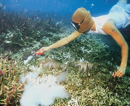 Fisher sprays the cyanides directly to the reefs to make fish lethargic (Photo Credit : Communities Conservation Livelihoods)