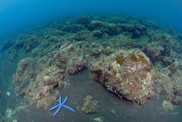 A starfish crawls along coral reefs, damaged from years of dynamite fishing, in Les, Bali, Indonesia, on April 11, 2021 (Photo Credit : Alex Lindbloom/AP Photo)