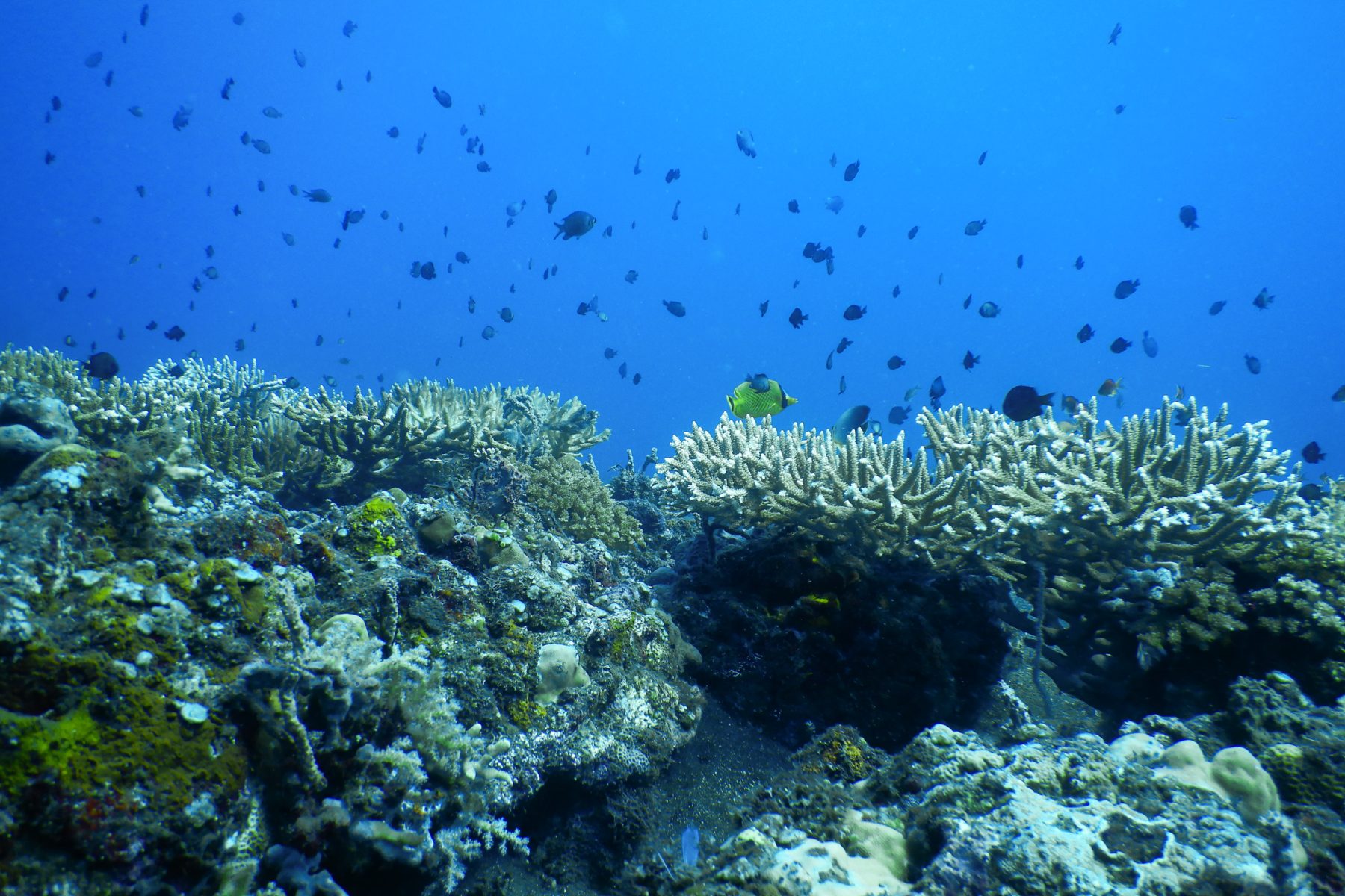 Corals and reef fish thrive on the artificial structures that community from Les have deployed (Image: LINI Foundation)