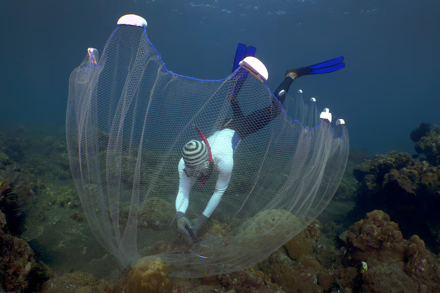 Made Partiana uses more careful methods to capture fish (Photo Credit : Alex Lindbloom/AP Photo)