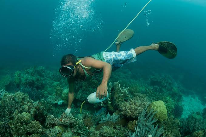 A fisherman illegally applies cyanide to a coral reef crevice (Photo Credit : Jurgen Freund/Nature Picture Library/Corbis)
