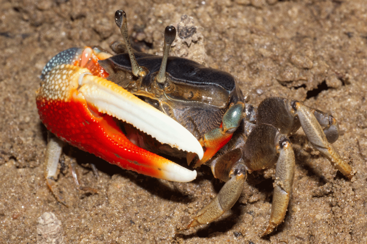 Colourful male fiddler crab Tubuca dussumieri) (Photo Credit : Denis Riek)