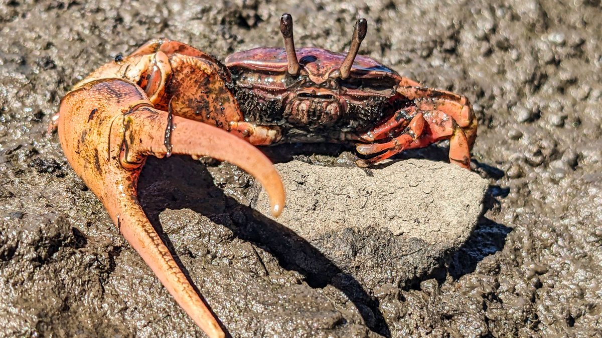 Mangrove fiddler crab (Photo Credit : David S. Johnson)