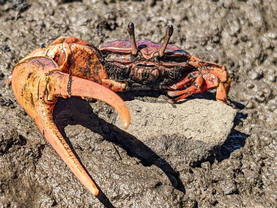 Mangrove fiddler crab (Photo Credit : David S. Johnson)