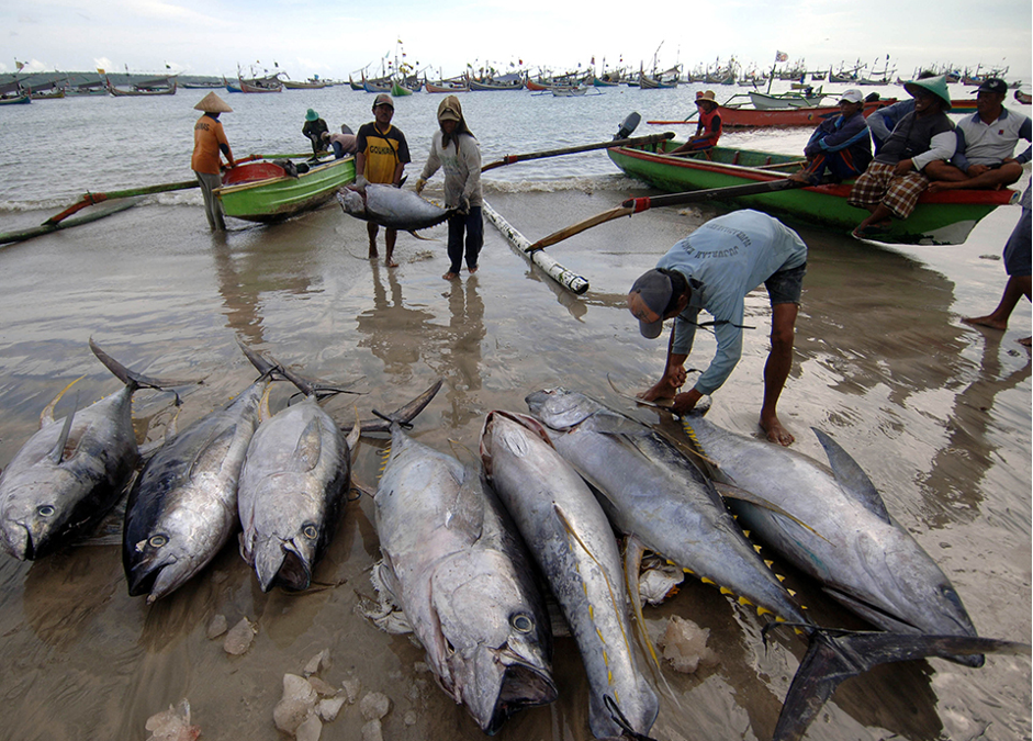 Fishermen arrive at Bali’s fishing village in Jimbaran with a fresh catch of tuna (Photo Credit : Sonny Tumbelaka/AFP Photo)