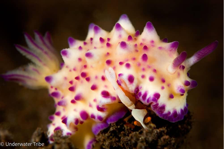 A colorful nudibranch on the reef floor (Photo Credit : Underwater Tribe)