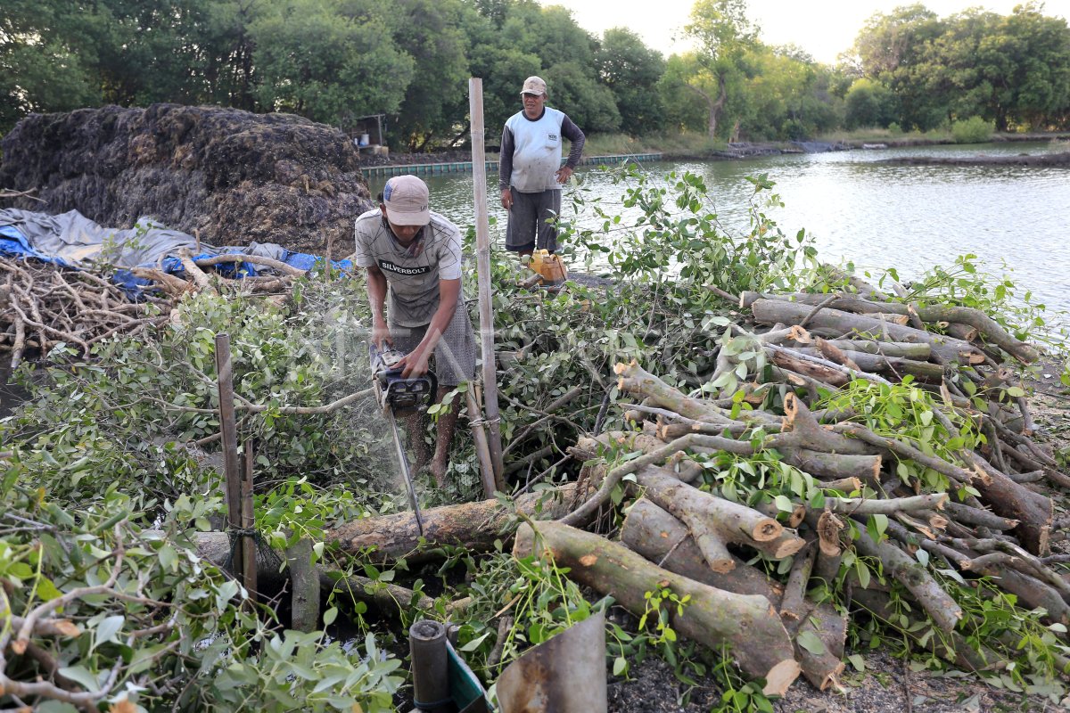 Mangrove deforestation to clear land for fish pond (Photo Credit : Dedhez Anggara/ANTARA FOTO)