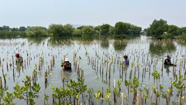 Local residents plant mangroves at a government conservation site in the Teluk Naga area of North Jakarta (Photo Credit : World Bank)