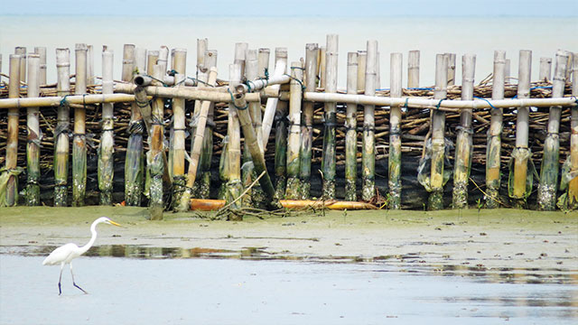 Sediment trap structure, Timbulsloko Village, Demak, Central Java (Photo Credit : Apri Susanto)