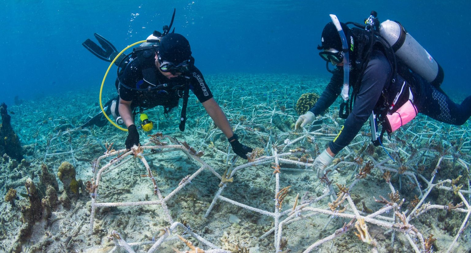 Coral reef restoration (Photo Credit : Indo-Pacific Films)