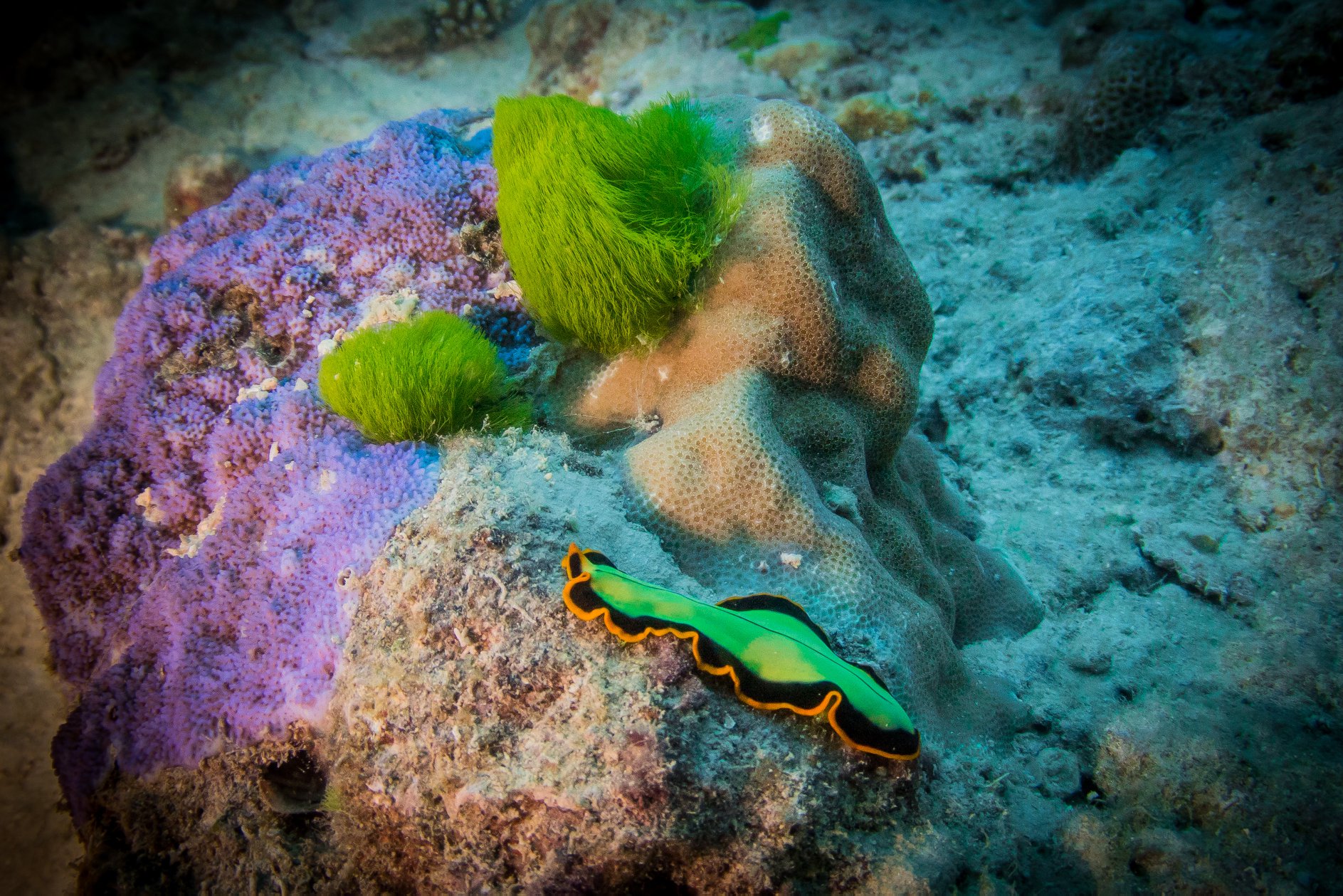 A nudibranch glides across a coral reef (Photo Credit : Great Barrier Reef Liveaboards)