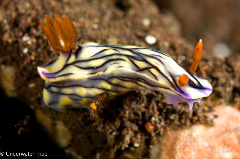 A vividly patterned nudibranch displays its striking colors and intricate textures on the tropical seabed (Photo Credit : Underwater Tribe)