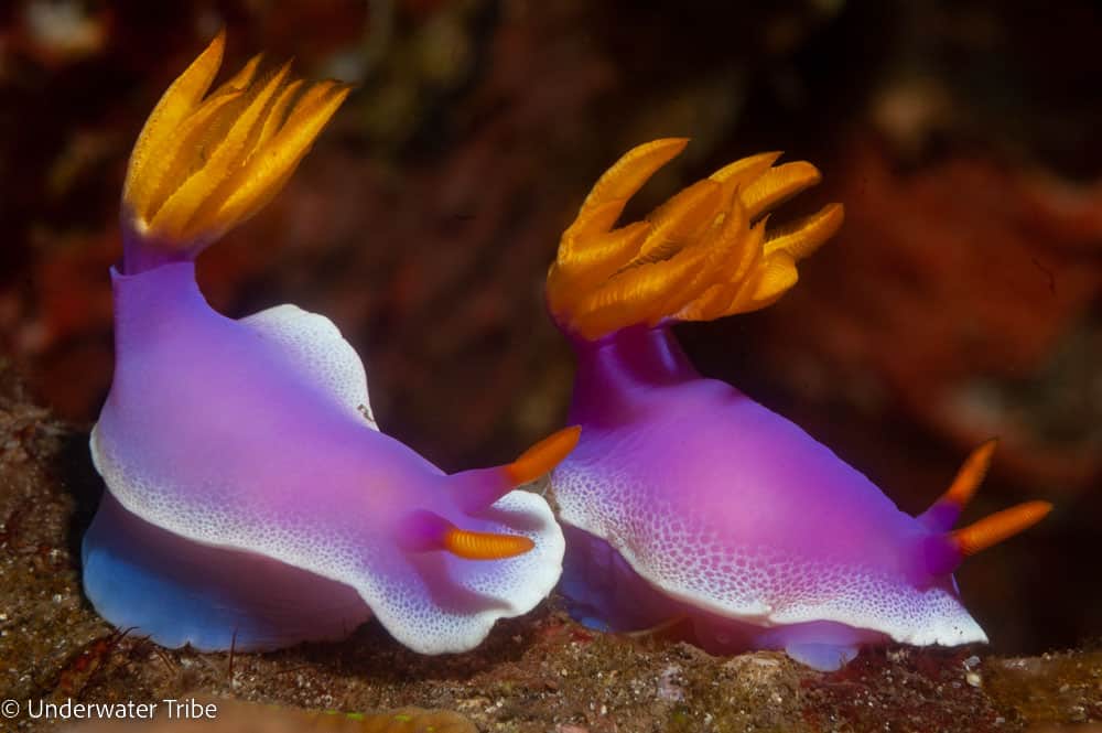 Two brightly colored nudibranchs (Hypselodoris apolegma) crawl across the reef (Photo Credit : Underwater Tribe)