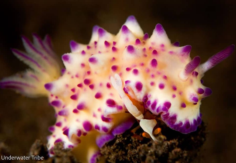 A colorful nudibranch on the reef floor (Photo Credit : Underwater Tribe)