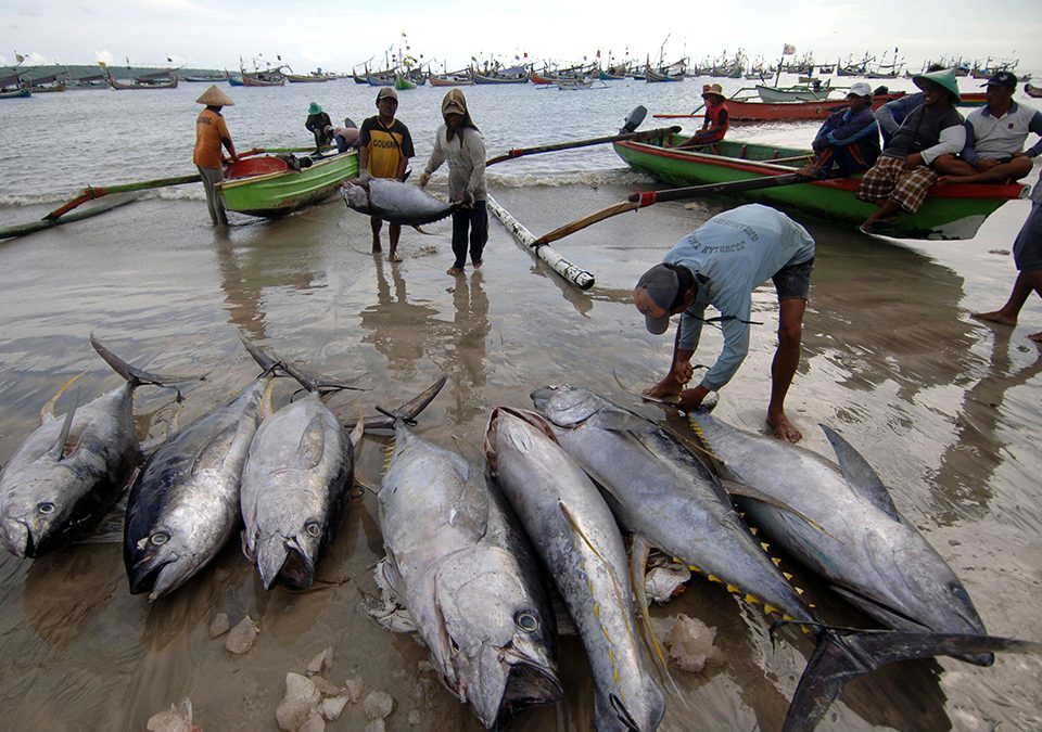 Fishermen arrive at Bali’s fishing village in Jimbaran with a fresh catch of tuna (Photo Credit : Sonny Tumbelaka/AFP Photo)