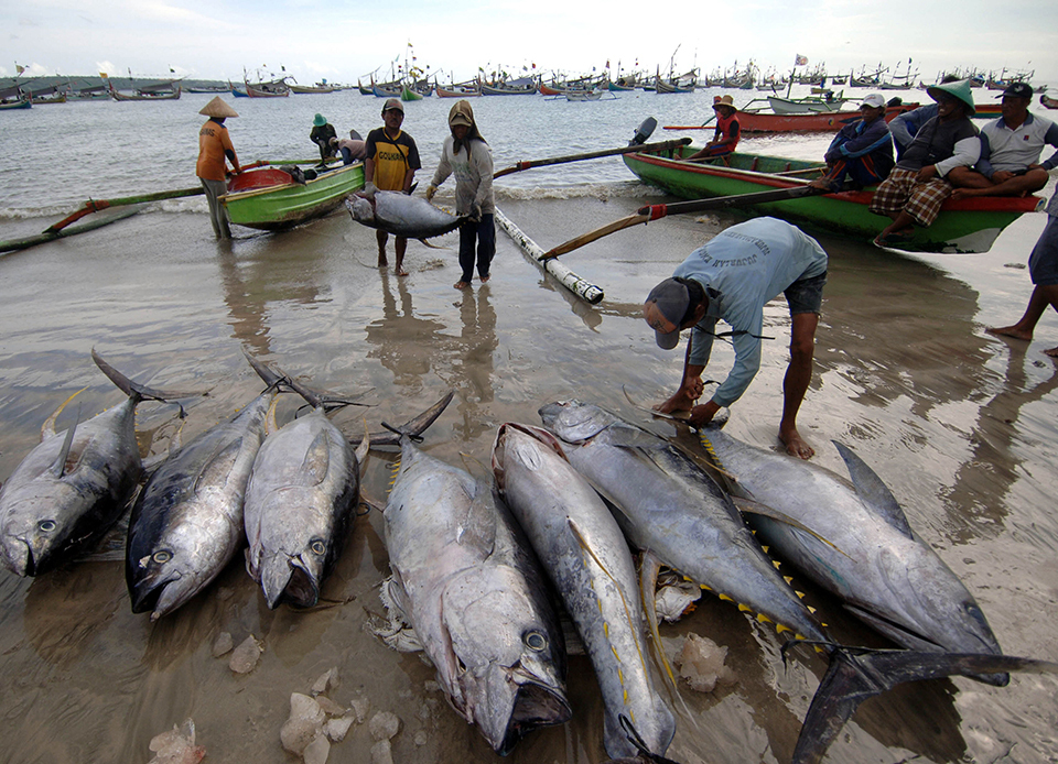 Fishermen arrive at Bali’s fishing village in Jimbaran with a fresh catch of tuna (Photo Credit : Sonny Tumbelaka/AFP Photo)