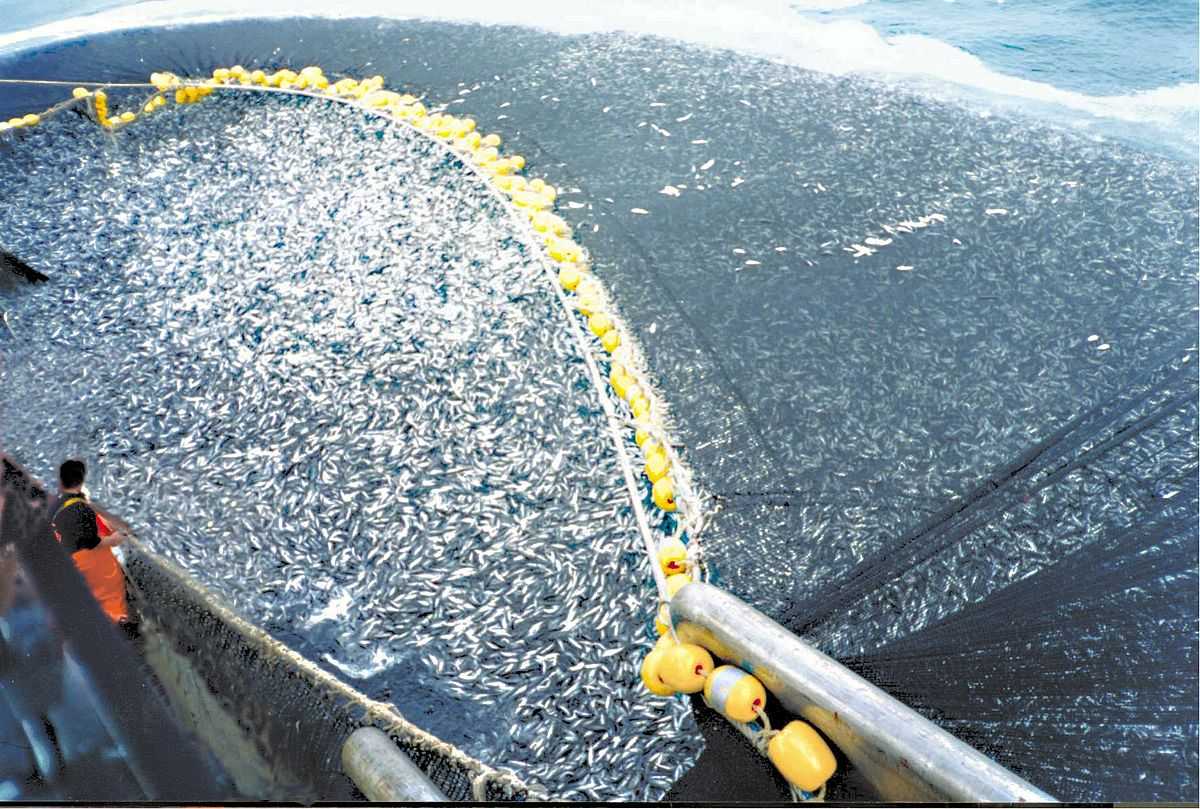 Massive industrial fishing net (Photo Credit : Asc1733)