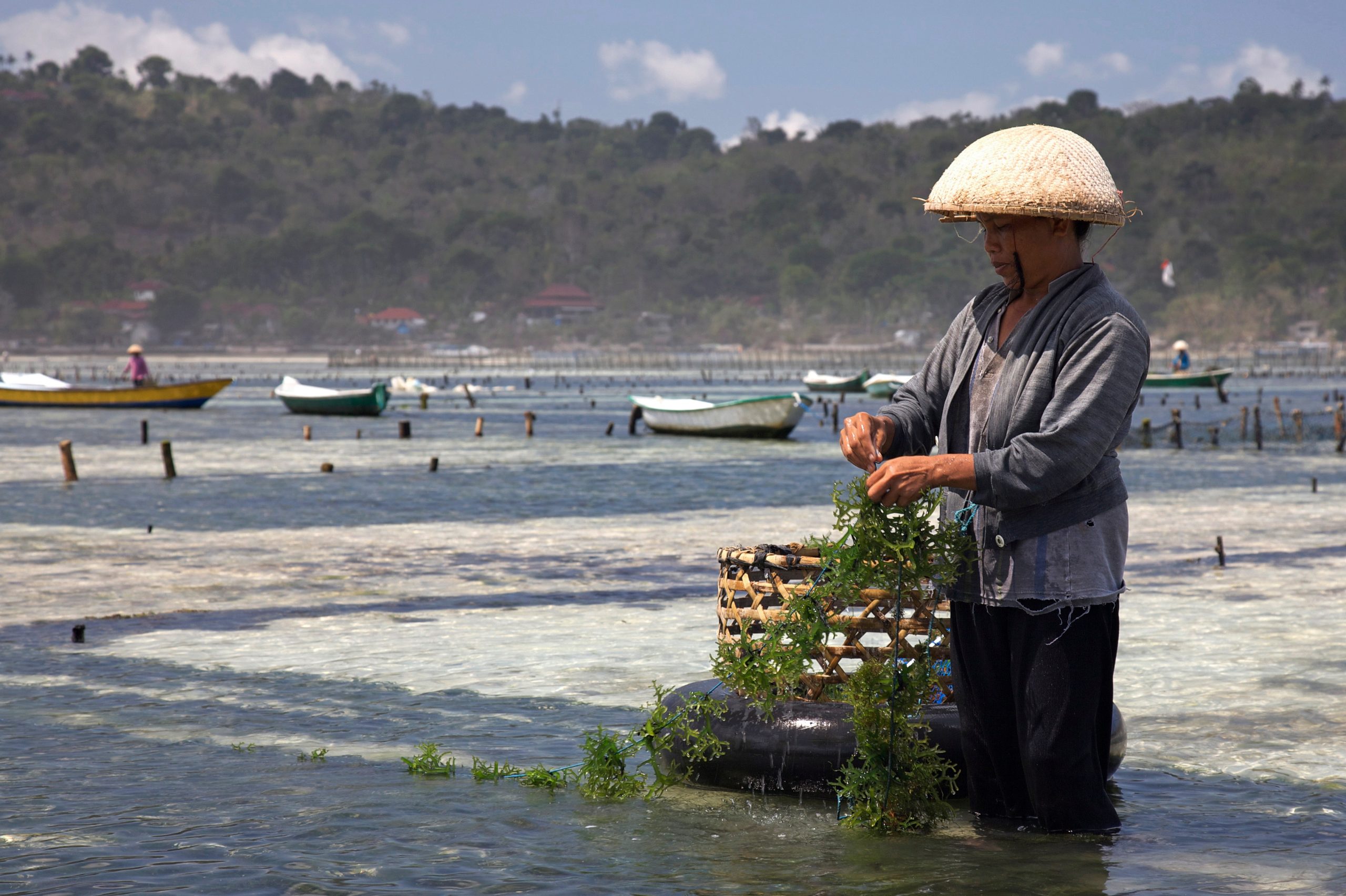 Edible seaweed farming on the small island of Nusa Lembongan (Photo Credit : Jean-Marie Hullot)