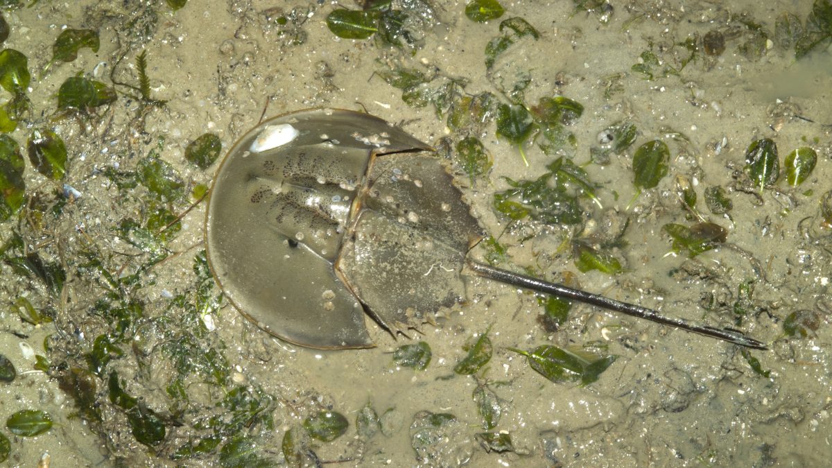 Mangrove horseshoe crab (Photo Credit : Ria Tan)