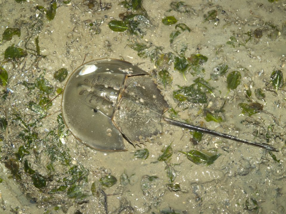 Mangrove horseshoe crab (Photo Credit : Ria Tan)