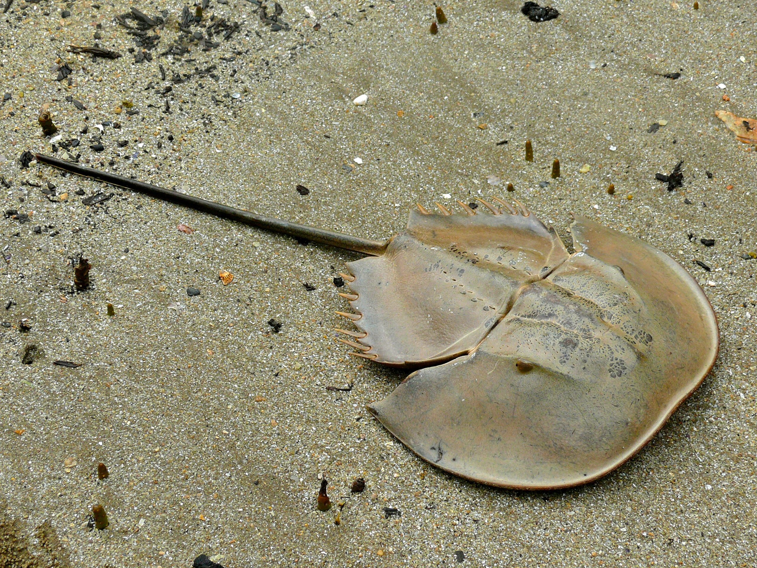 Mangrove horseshoe crab in Bako National Park (Photo Credit : Bernard DUPONT)