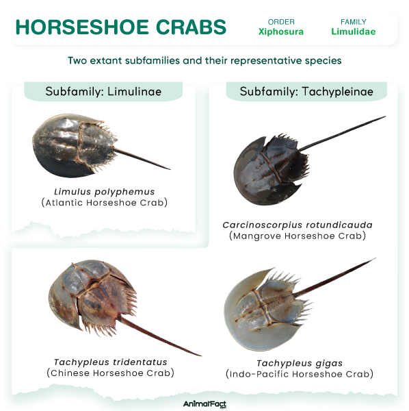 Four extant species of horseshoe crabs (Photo Credit : animalfact)