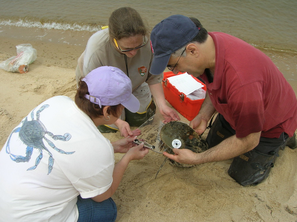 Fieldwork for horseshoe crab conservation (Photo Credit : NPS Photo)