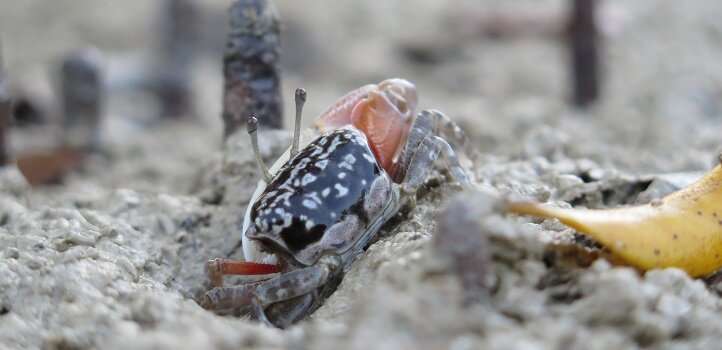 Fiddler crabs play an important role in sediment mixing in mangrove ecosystem (Photo Credit : Marco Fusi)