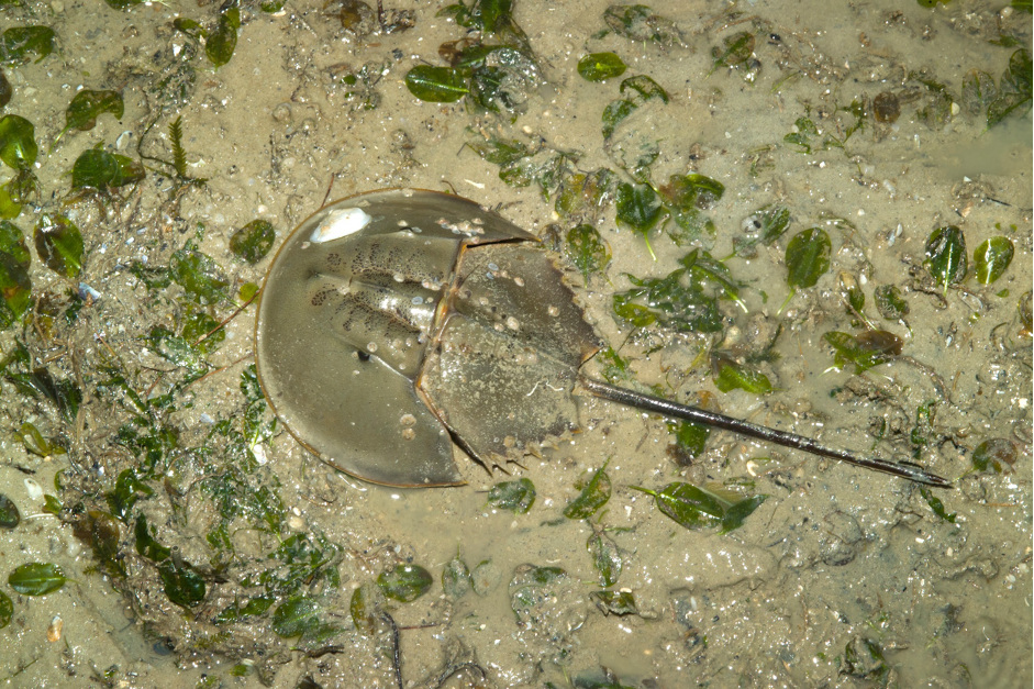 Mangrove horseshoe crab (Photo Credit : Ria Tan)