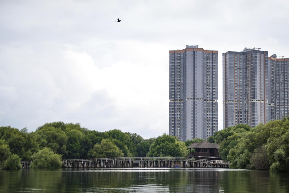 Urban mangrove forests in Jakarta showing how coastal ecosystems coexist with expanding city development (Photo Credit : Adryan Yoga Paramadwya/Kompas)