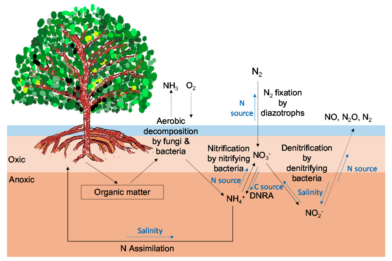 Pathways for the nitrogen cycle in mangrove forests (Photo Credit : Yo-Jin Shiau and Chih-Yu Chiu)