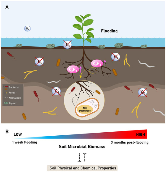 Tidal flooding-induced changes in soil microbial communities and the associated ecosystem processes (Photo Credit : Ashim Kumar Das, et al.)