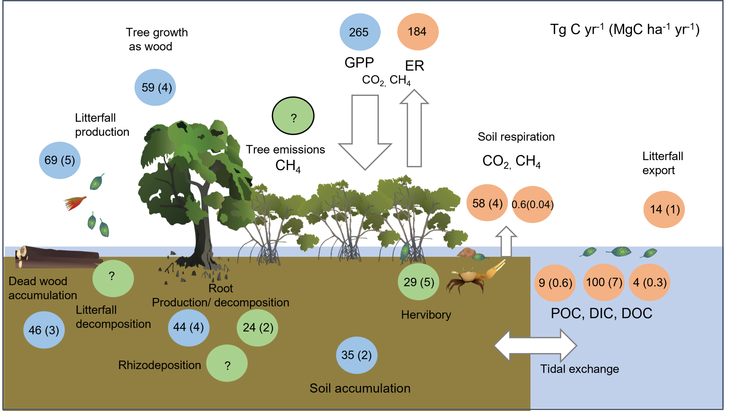 Diagram showing incoming and outgoing tides carrying nutrients (Photo Credit : Queensland Government)