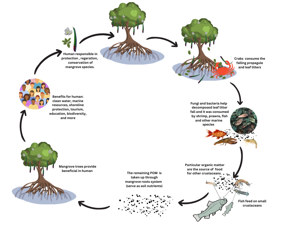 Mangrove decomposition and nutrient recycling diagram (Photo Credit : Lizel L. Sabino and Edison D. Macusi)