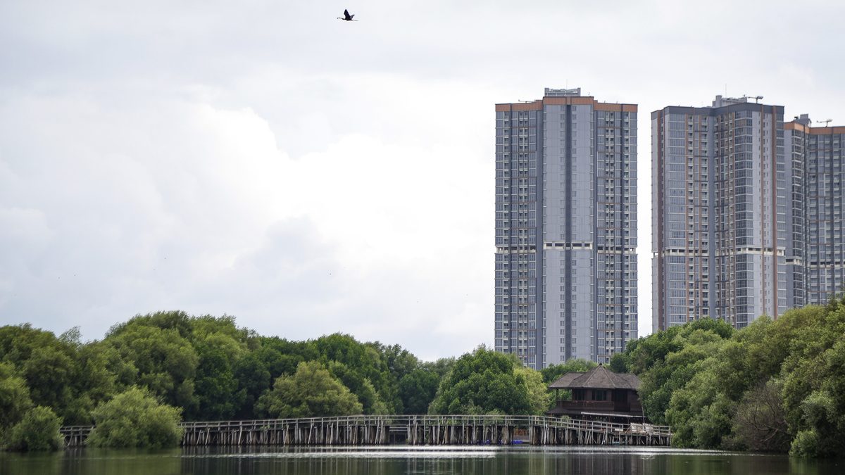 Urban mangrove forests in Jakarta showing how coastal ecosystems coexist with expanding city development (Photo Credit : Adryan Yoga Paramadwya/Kompas)