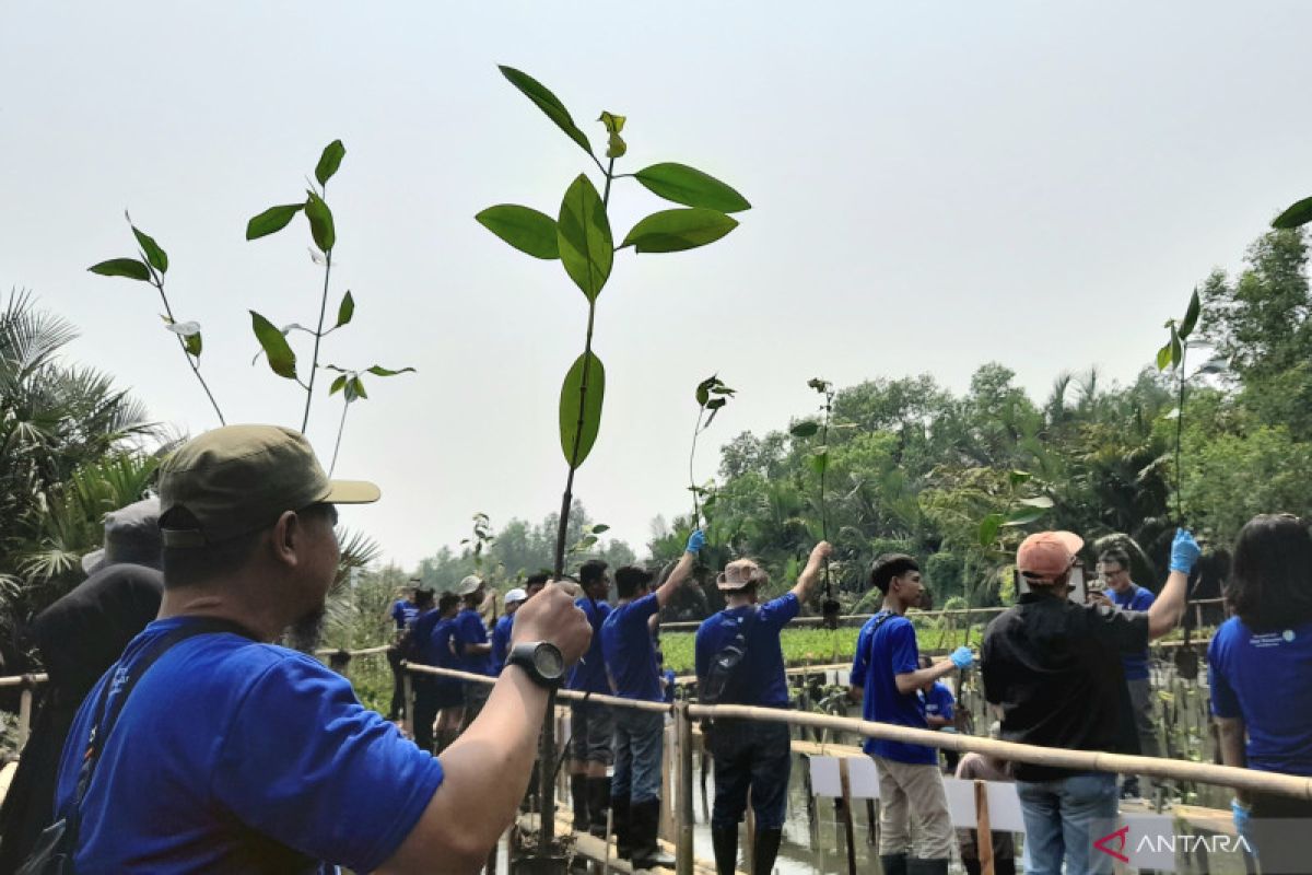 Mangrove replanting at Muara Angke (Photo Credit : Lintang Budiyanti Prameswari/ANTARA)