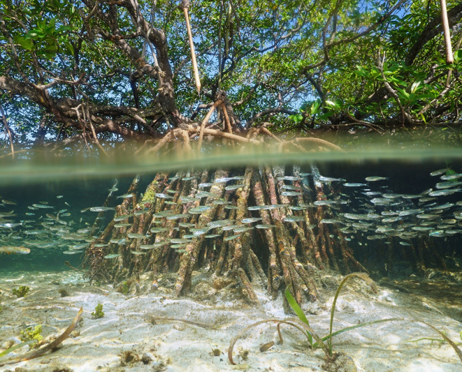 Mangrove roots as nursery habitat (Photo Credit : Damsea/Shutterstock)