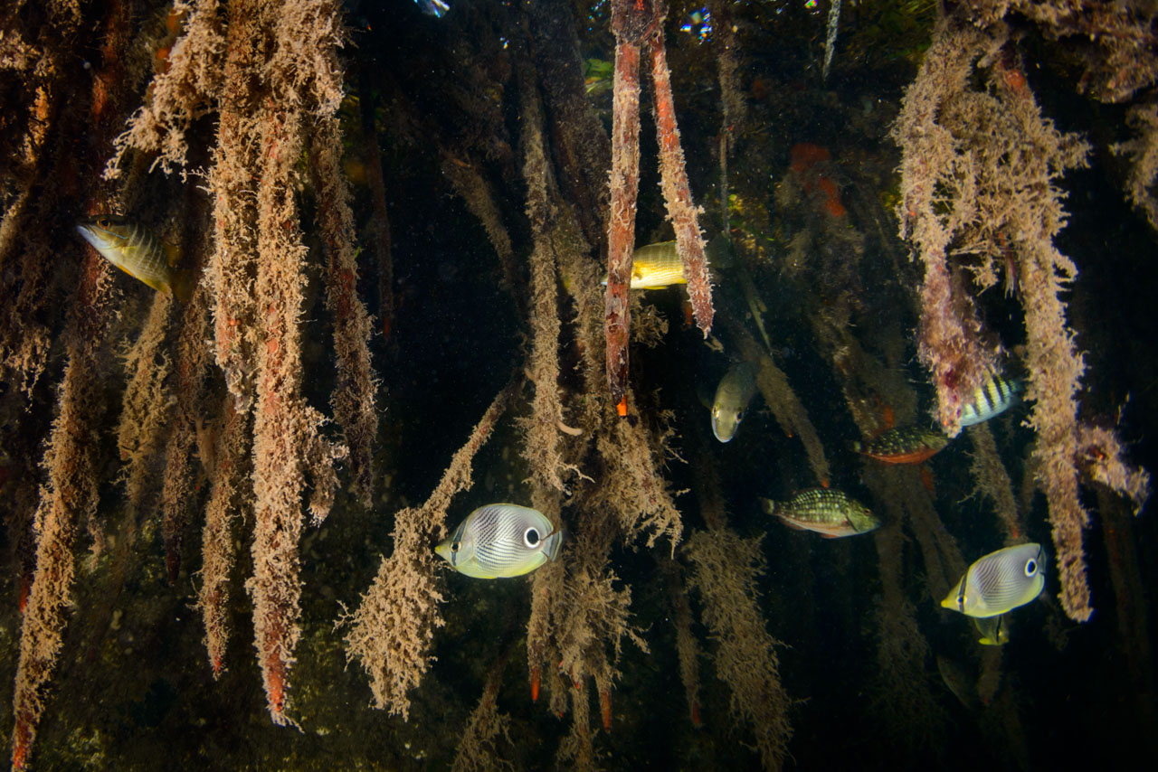 Fishes find food, shelter, and protection within the tangled roots of a mangrove forest (Photo Credit : Eiko Jones)