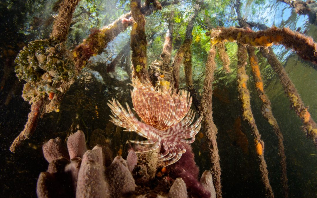 Mangrove roots are a complex habitat that function as a protective nursery for juvenile fish  (Photo Credit : Eiko Jones)