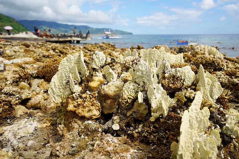 Exposed corals after coastal uplift following an earthquake along the Pangyan Marine Sanctuary in Glan, Sarangani, Philippines (Photo Credit : AFP)