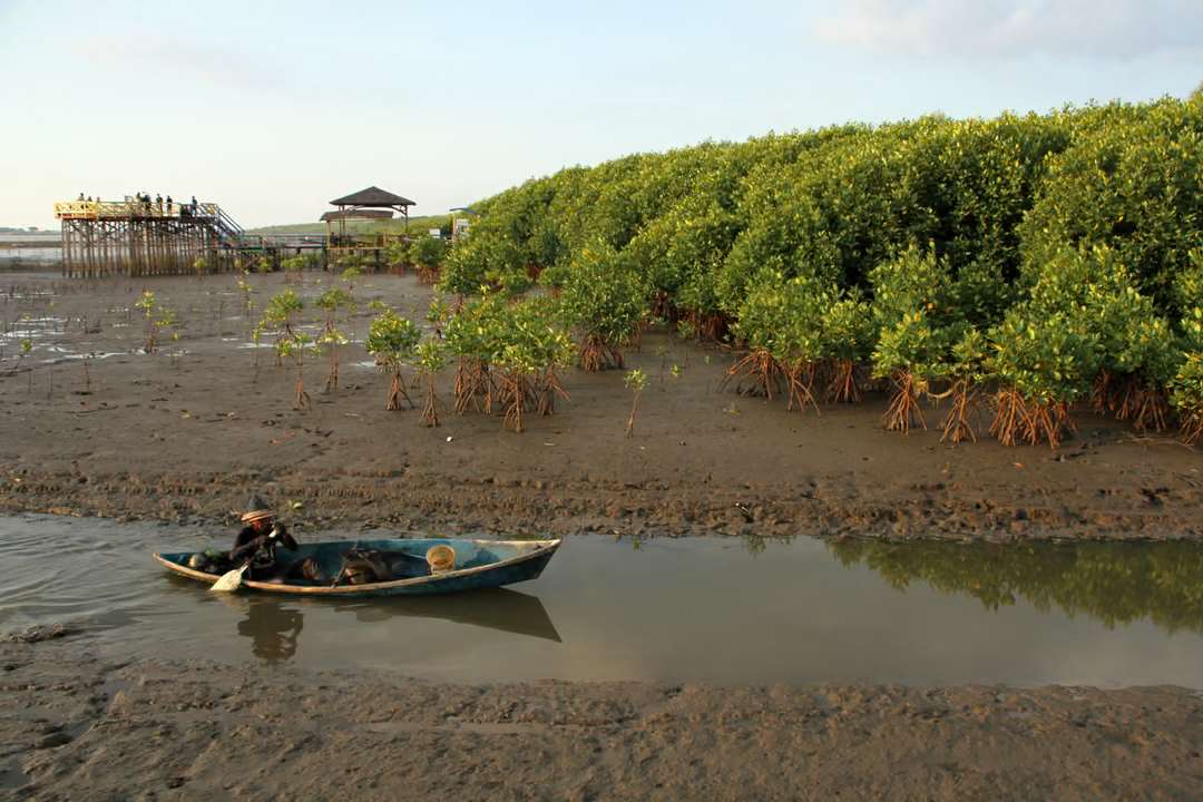 Mangrove forests and local fisheries thrive side by side (Photo Credit : Arnas Padda/ANTARA)