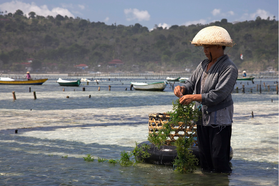 Edible seaweed farming on the small island of Nusa Lembongan (Photo Credit : Jean-Marie Hullot)