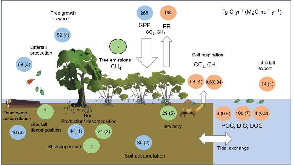 Diagram showing incoming and outgoing tides carrying nutrients (Photo Credit : Queensland Government)