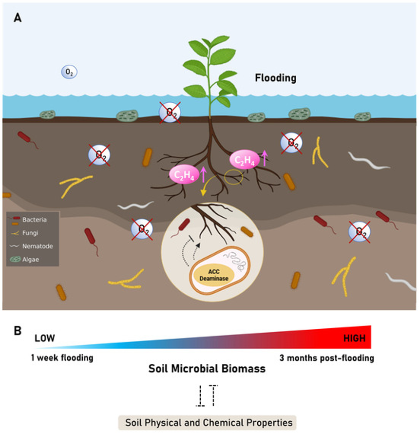 Tidal flooding-induced changes in soil microbial communities and the associated ecosystem processes (Photo Credit : Ashim Kumar Das, et al.)